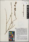 Foto von Salix purpurea L.